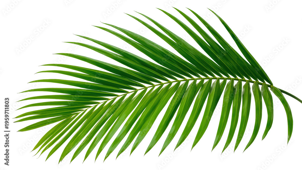 Fototapeta premium Vibrant green tropical palm leaf element with fresh natural texture, perfect for design