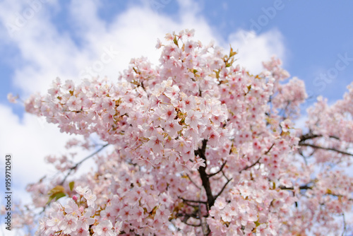 cherry blossom in spring