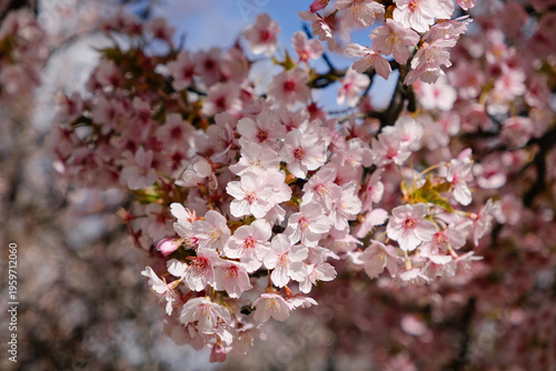 pink cherry blossom in spring