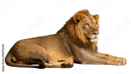 Magnificent adult African lion male with golden mane lying down gracefully