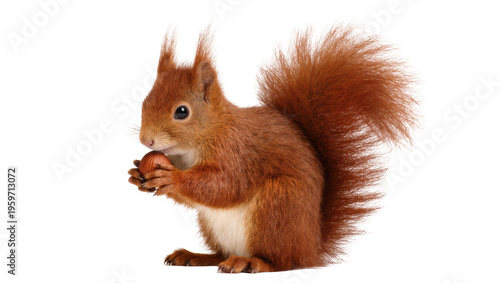 A beautiful red squirrel with a fluffy tail holding a hazelnut, a delightful wildlife moment.