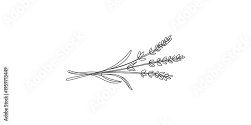 A minimalist line drawing of a sprig of rosemary with leaves and stems intertwined