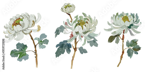 Asian painting Stylized brush strokes wash ink watercolor style floral blossoms buds, Hand-painted botanical illustration set of white chrysanthemums, transparent vector isolated png, Chinese japanese