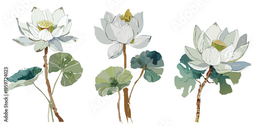 Botanical watercolor illustration of white lotus water lily flowers in transparent vector, gouache chinese japanese asian painting brush strokes flat drawing art, painterly digital graphic traditional