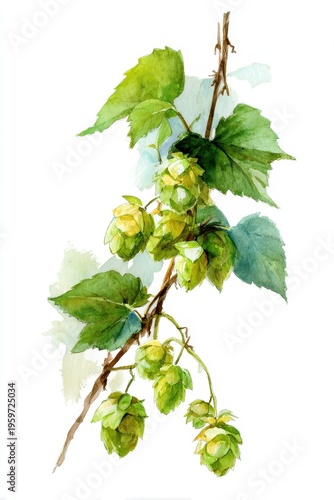 Watercolor hops vine illustration on white background