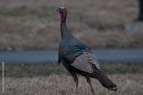 Wild Turkey close-up and in center of the images