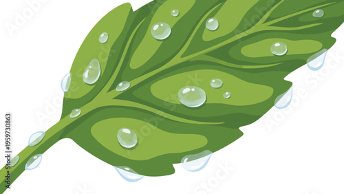 Leaf with Clear Water Droplets on a White Background Digital Illustration