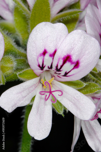 Zitronengeranie, Pelargonium-Crispum