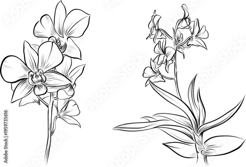 Set of cambria orchid flowers and botanical branch sketches vector