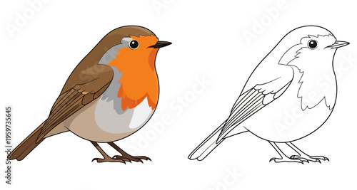 European Robin Bird Side View Comparison Colored Outline Cartoon Style Isolated