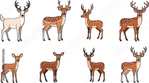 Set of deer illustrations in various poses and species, detailed woodland animal character collection with antlers and fawns isolated on white background