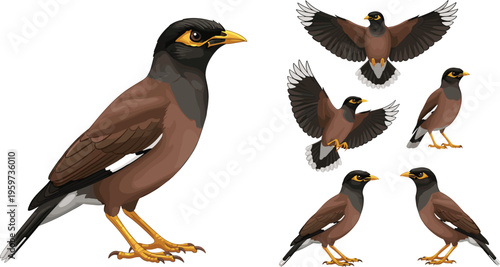 Common myna bird cartoon character set vector illustration featuring myna birds in different poses flying and standing wildlife collection isolated on white background design elements