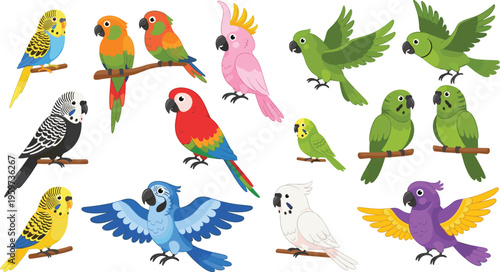 Parrot cartoon character set vector illustration featuring colorful parrots cockatoo macaw budgerigar birds in different poses tropical wildlife collection isolated on white background