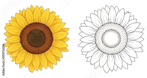 Sunflower Head Comparison: Colored Bloom and Detailed Line Art Outline