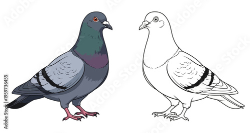 Two Pigeons One Colored and One Outline Facing Each Other Isolated on White Clean Vector Style