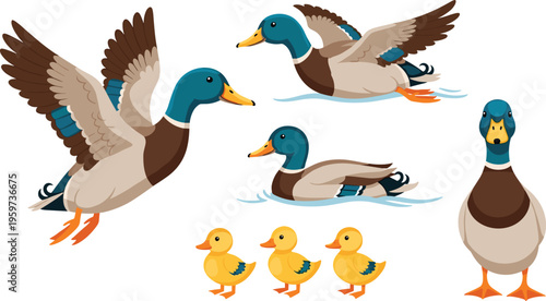 Duck cartoon character set vector illustration featuring mallard ducks flying swimming and standing with ducklings cute farm and wildlife birds isolated on white background
