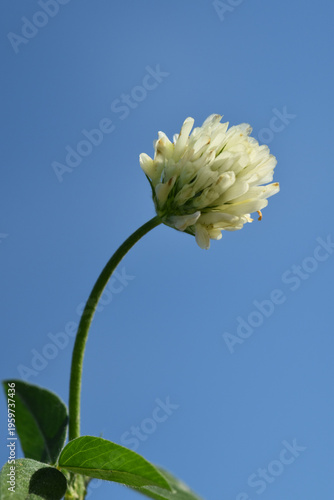 Alexandriner-Klee,  Ägyptische Klee, Trifolium alexandrinum,  Blüte