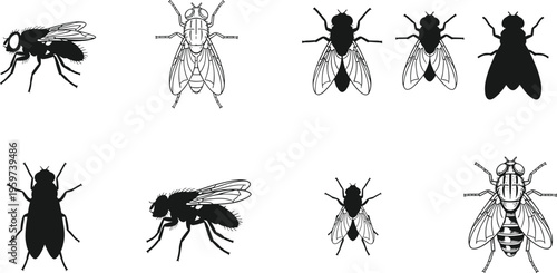Fly silhouette set vector collection featuring different fly species with wings detailed insect shapes isolated on white background for pest control design use