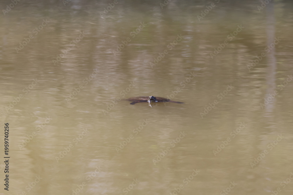 Naklejka premium water turtle holding his head above water to look for danger