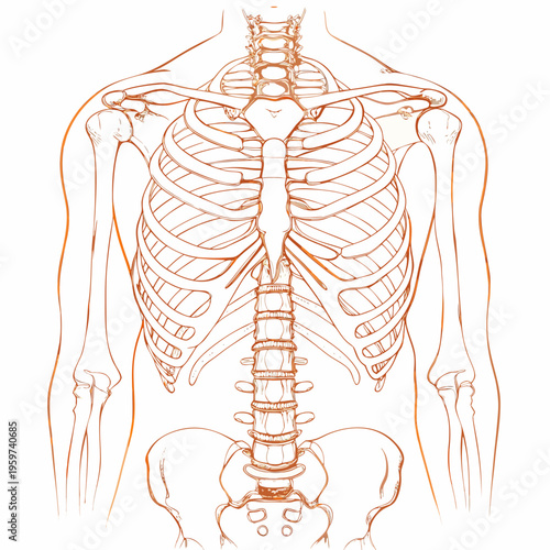 Anatomical illustration of the human ribcage spine and shoulder girdle