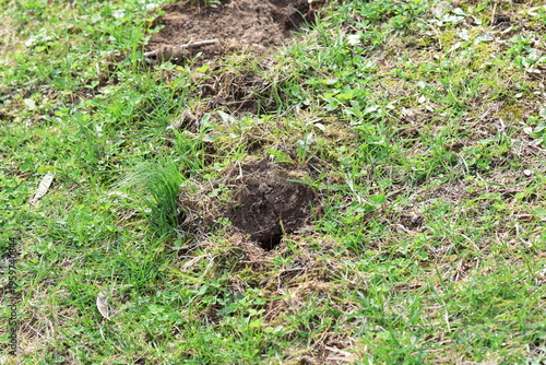 yard damage created by a mole tunnels dirt 