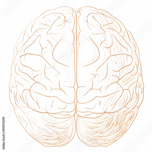 Detailed illustration of a human brain viewed from the top