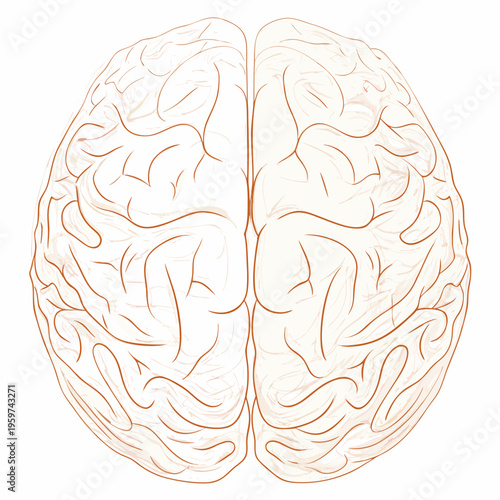Anatomical drawing of a human brain viewed from directly above