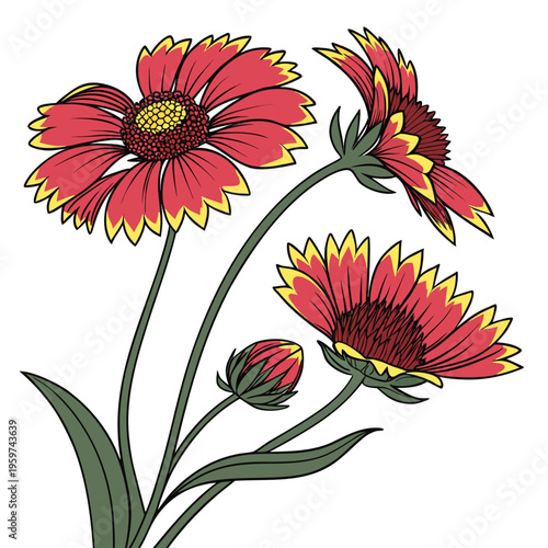 gaillardia colorful on white background
