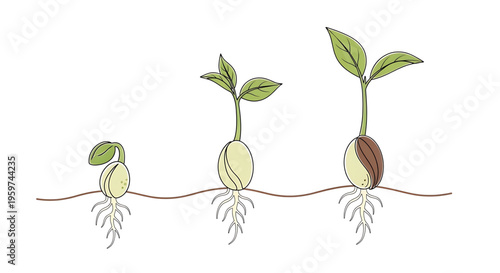 A vector graphic illustration of a seed growing into a plant with roots and leaves, depicting the stages of plant growth and development.