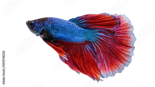 Quadro su tela Stunning tropical Betta fish showcasing vibrant blue and red scales and flowing