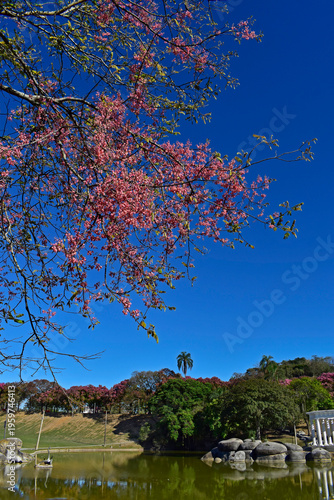 Pink shower tree flowers (Cassia grandis) in Rio de Janeiro, Brazil