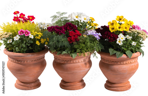 Wallpaper Mural Three decorative terracotta pots planted with a vibrant assortment of colorful spring flowers Torontodigital.ca