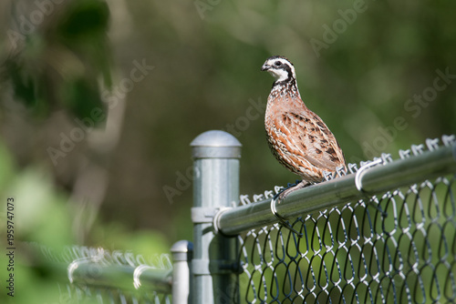 Northern Bobwhite perched on a fence in New York