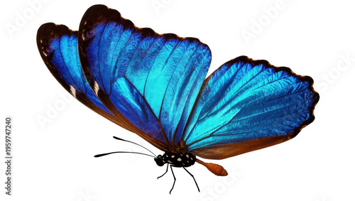 Fotografija Vibrant blue butterfly with iridescent wings showcasing natural beauty and delic