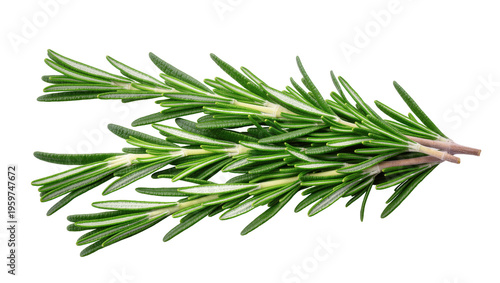 Fotografía Fresh organic rosemary sprigs closeup for culinary ingredient and aromatic cooki