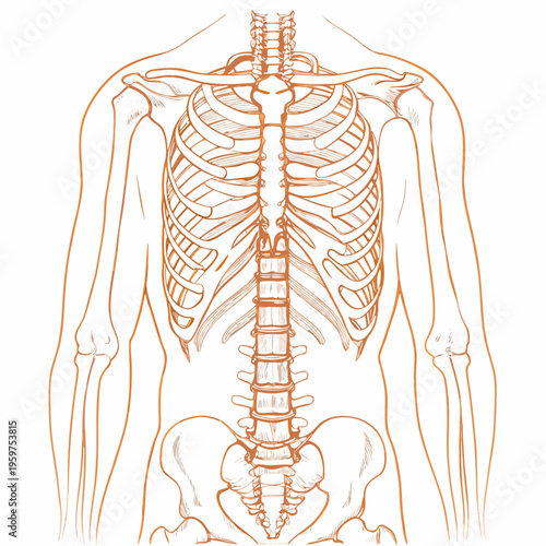 Detailed anatomical illustration of the human ribcage spine and shoulder girdle