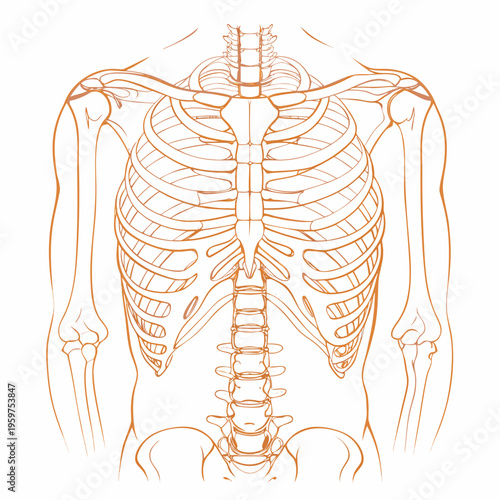 Anatomical illustration of the human ribcage and spinal column