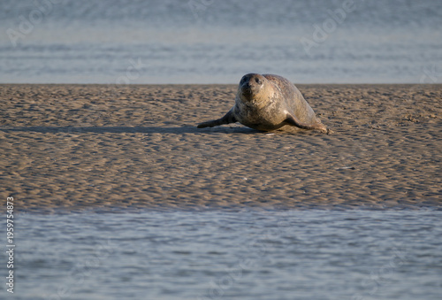 Phoques au repos à marée basse