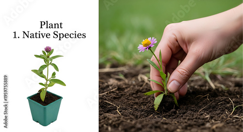 A person planting a native species flower in the ground next to a potted plant illustration