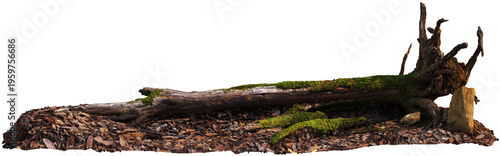 Mossy Fallen Log on Forest Floor with Leaves