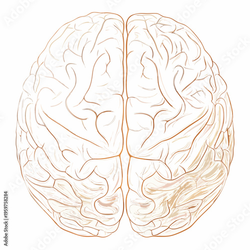 Anatomical illustration of a human brain separated into two hemispheres