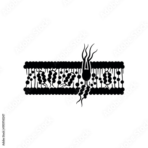 Cell Membrane Structure and Function.