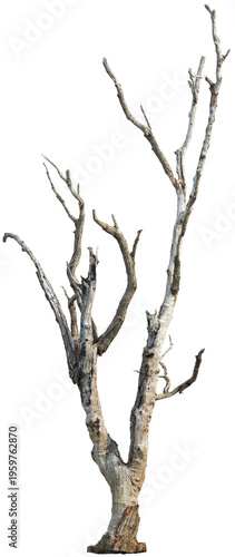 Fotografie Dead tree with dry branches - High Detail Texture