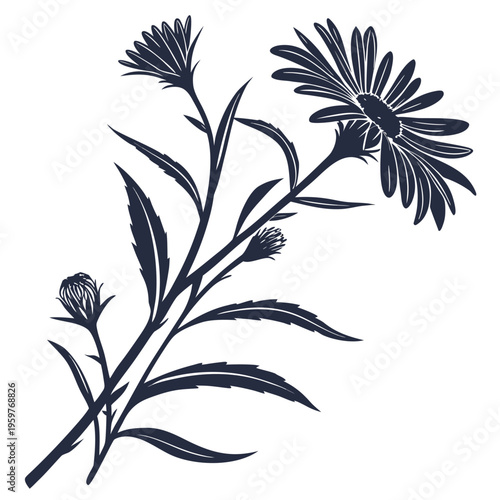 alpine aster silhouette on white background