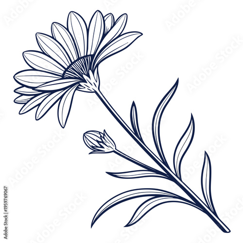 alpine aster with leaves