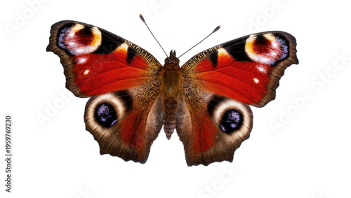 Vibrant European Peacock butterfly with striking eye patterns on its colorful spread wings