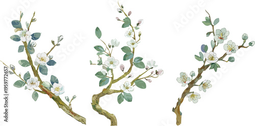 Watercolor ink chinese painting cherry blossom bold brush strokes, spring illustration asian japanese style apple plum flowers transparent isolated, water ink paint canvas vector decoration collection