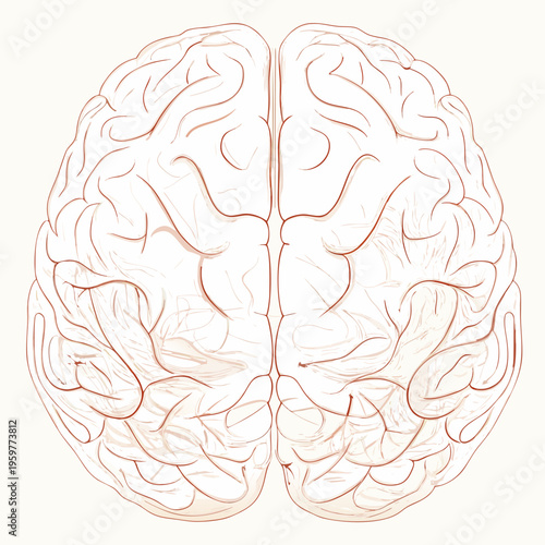 Anatomical illustration of a human brain with detailed convolutions