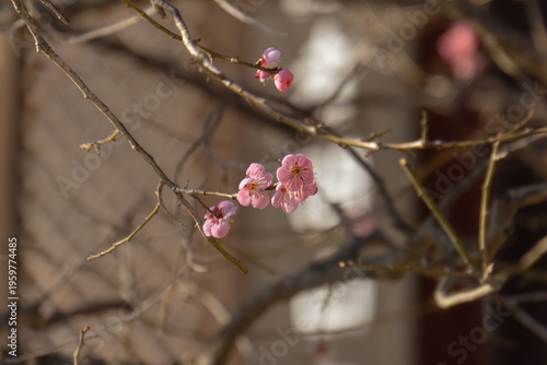 pink cherry blossoms