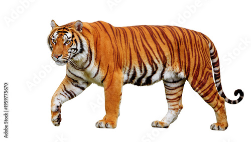 Magnificent Bengal tiger with striking orange and black striped fur walking majestically